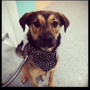 Meet your Posher, Britanie